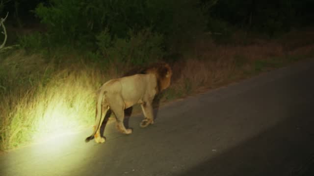 Tourists taking videos of a lion during a game drive at dusk