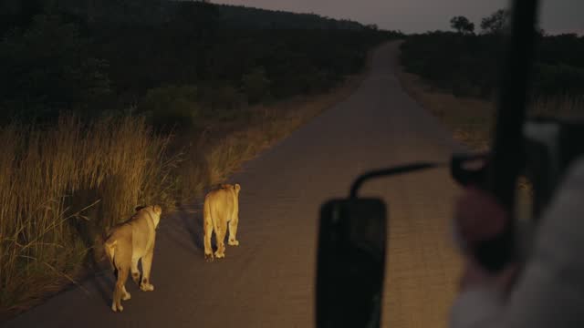 Safari vehicle following lions walking down a road at dusk