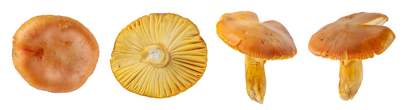 Amanita caesarea mushrooms isolated on white background
