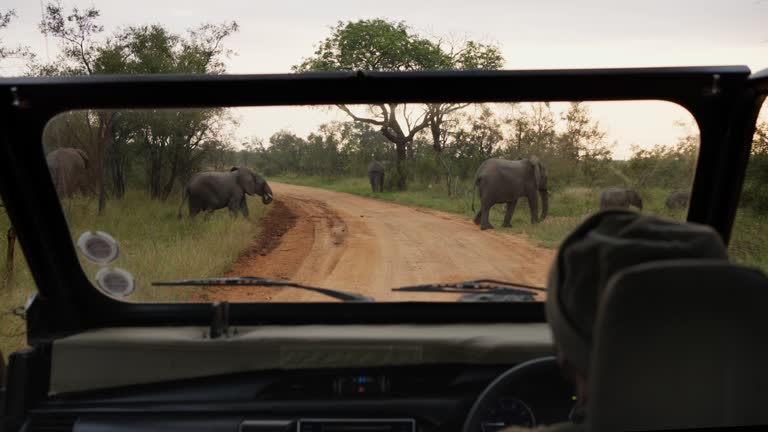 Park ranger stopping his vehicle for elephants crossing a wildlife reserve road