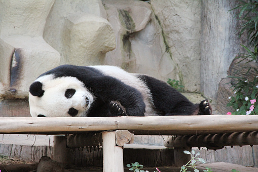 Adorable giant panda bear sleeping