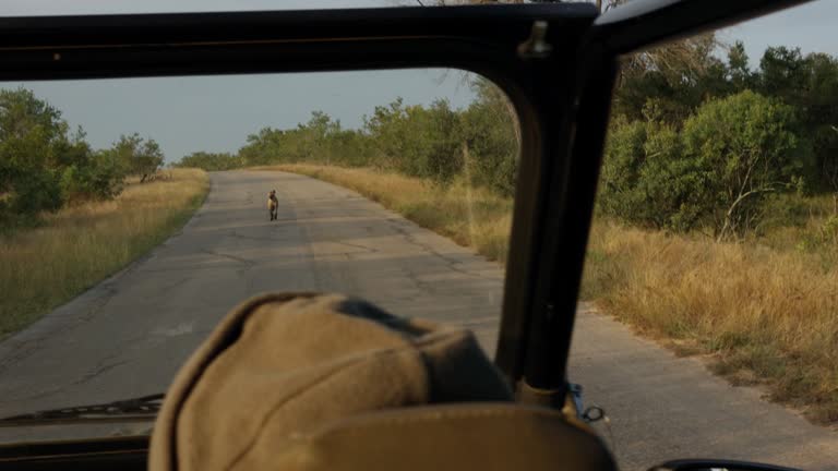 Park ranger stopping his vehicle for a hyena walking on a wildlife reserve road