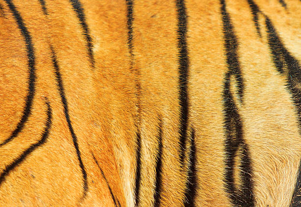 istock tiger fur and  skin 174096006