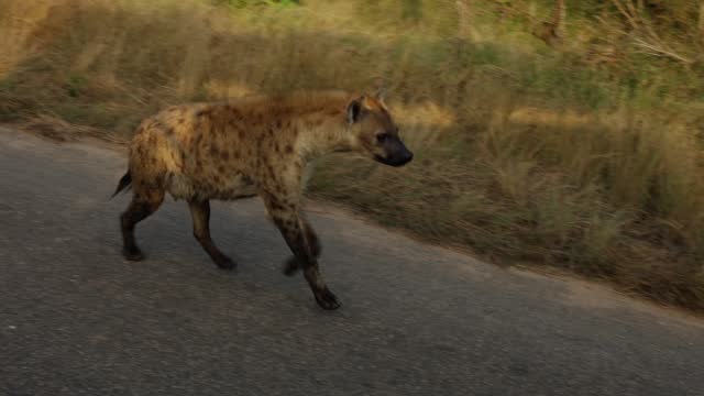 Hyena walking along a road in a wildlife reserve