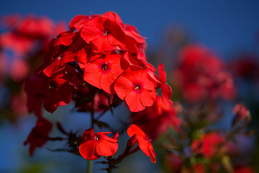 Red Phlox flowers. Blue sky.