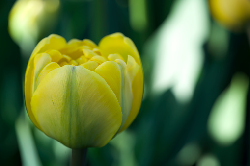 Yellow and Green Tulip against a blurry green leaves background.