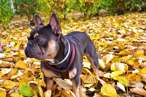 French bulldog with a brown-golden color on a yellow leaves background. Dog with a leash are walking in the park. Looks away. Pets and nature.