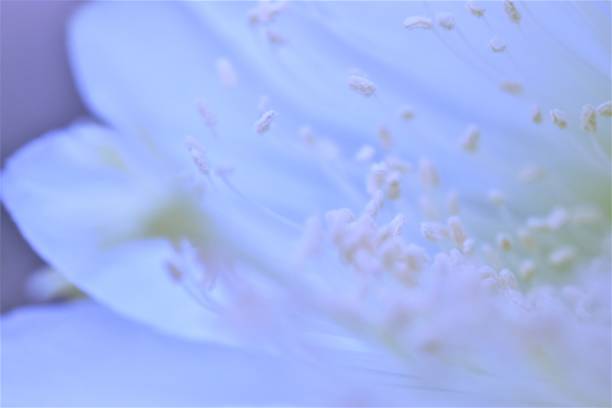 istock Natural White flower in india 1740967853