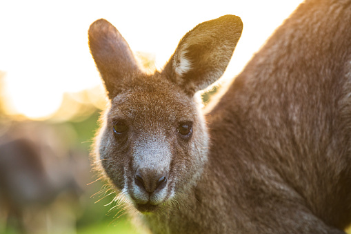 Portrait of a kangaroo looking at camera in warm golden light. Photographed in Australia.