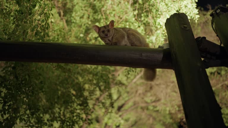 Bush baby sitting on the fence of a wildlife reserve lodge