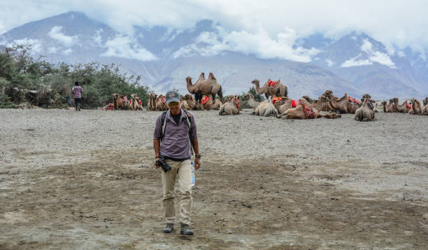 camel safari in nubra valley of ladakh, india - bactrianus imagens e fotografias de stock