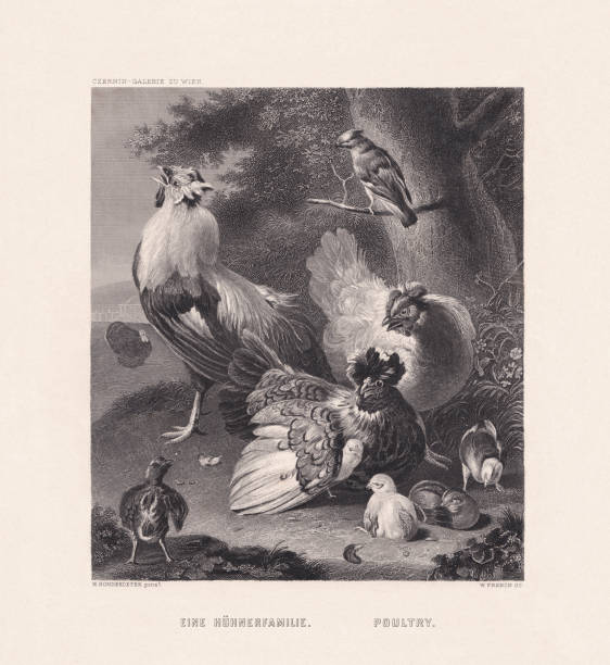 istock Poultry, painted by Melchior de Hondecoeter, steel engraving, published 1860 1740989056