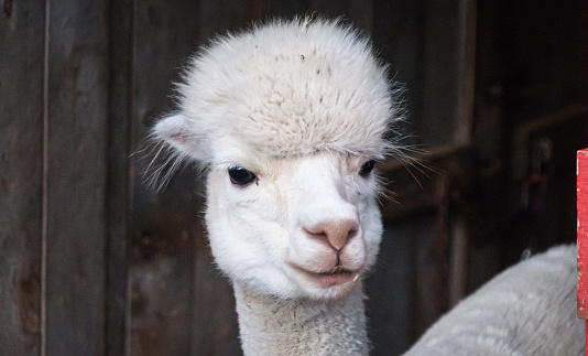 Close up portrait of the face of a white alpaca in a Vermont barn.
