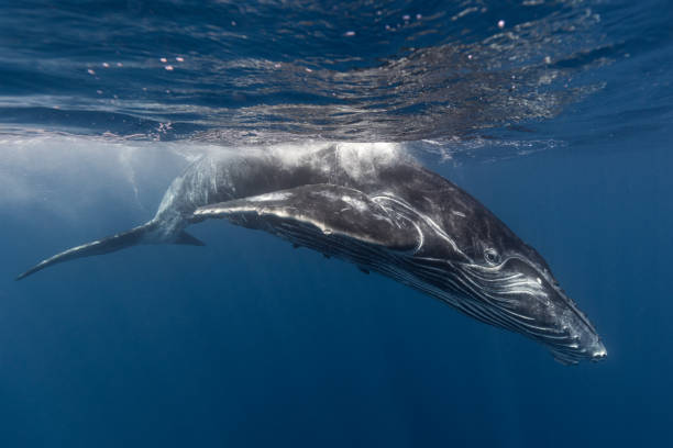istock Humpback whale in the deep blue waters of Tonga. 1740989069