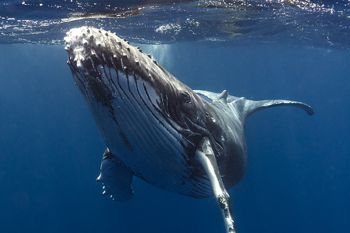 Humpback whale in the deep blue waters of Tonga.