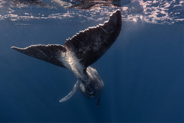 istock Humpback whale in the deep blue waters of Tonga. 1740989075
