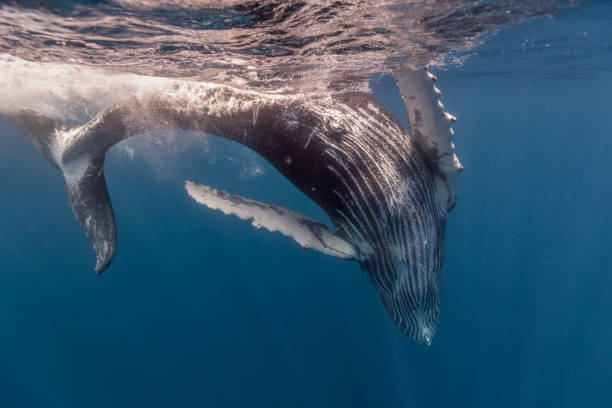 istock Humpback whale in the deep blue waters of Tonga. 1740989076