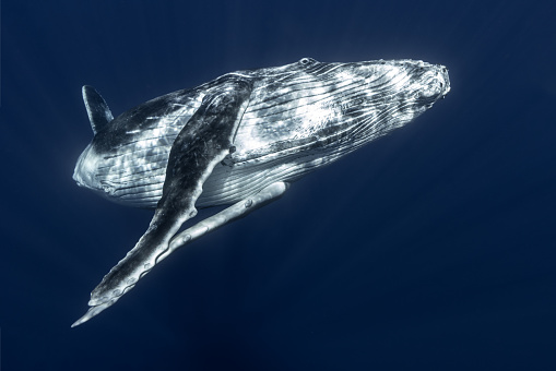 Humpback whale in the deep blue waters of Tonga.