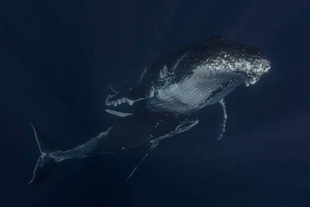 istock Humpback whale in the deep blue waters of Tonga. 1740989094
