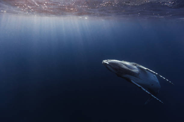 istock Humpback whale in the deep blue waters of Tonga. 1740989097