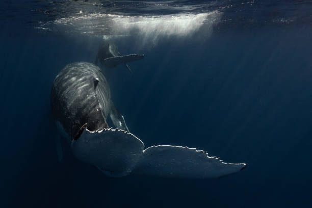 istock Humpback whale in the deep blue waters of Tonga. 1740989101