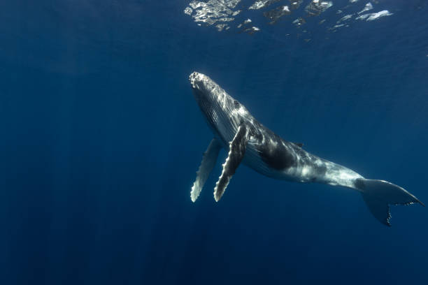 istock Humpback whale in the deep blue waters of Tonga. 1740989102