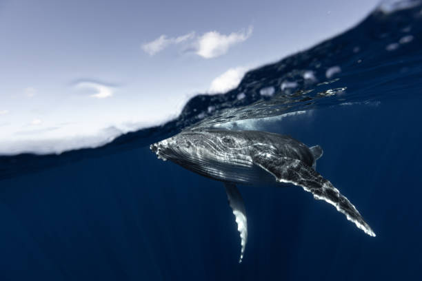 istock Humpback whale in the deep blue waters of Tonga. 1740989129