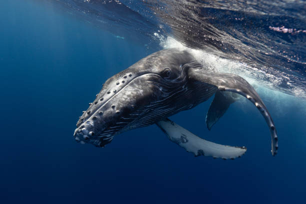 istock Humpback whale in the deep blue waters of Tonga. 1740989390
