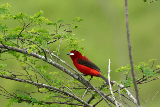 istock Brazilian Tanager (Ramphocelus bresilia) in humid Atlantic forest. 1740989662