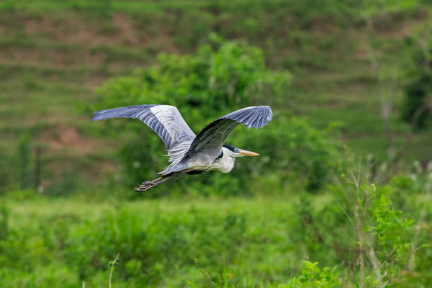 istock Cocoi Heron (Ardea cocoi) foraging and flying in marshland. 1740994733