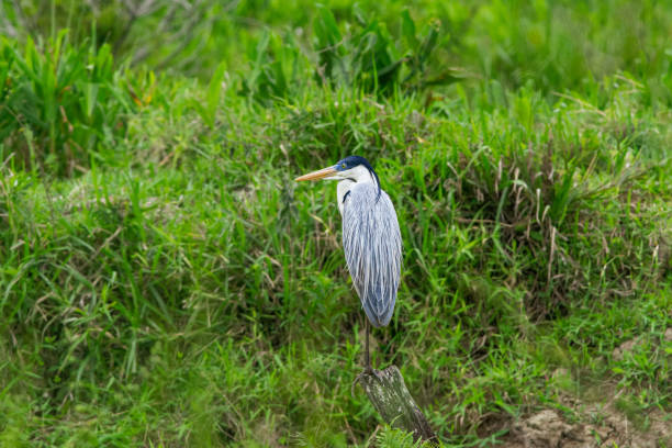 istock Cocoi Heron (Ardea cocoi) foraging and flying in marshland. 1740994744