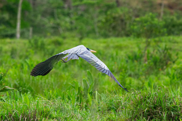 istock Cocoi Heron (Ardea cocoi) foraging and flying in marshland. 1740994748