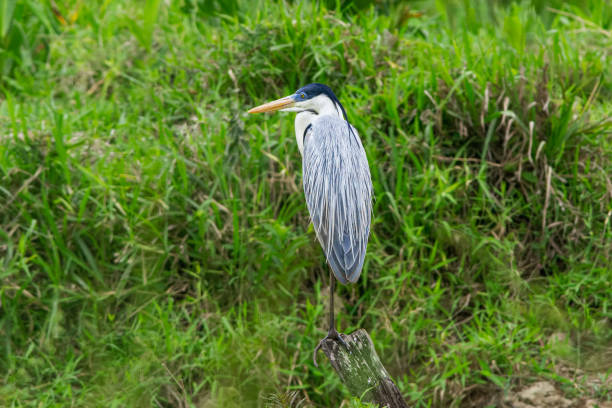 Cocoi Heron (Ardea cocoi) foraging and flying in marshland.