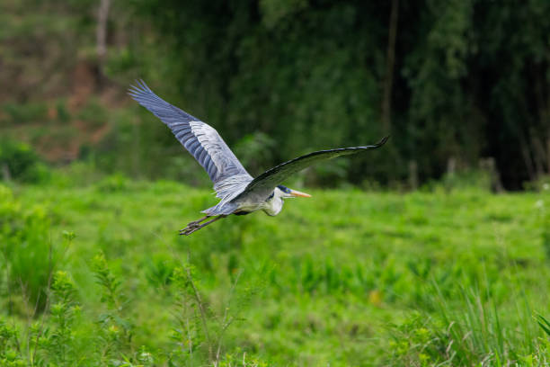 Cocoi Heron (Ardea cocoi) foraging and flying in marshland.