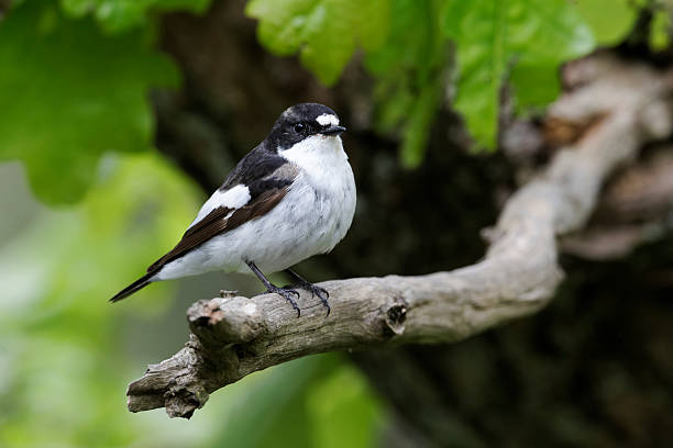 istock Pied flycatcher, Ficedula hypoleuca 174099814