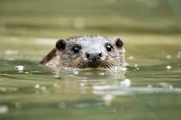 Otter, Lutra lutra, single animal head shot in water, captive, July 2011