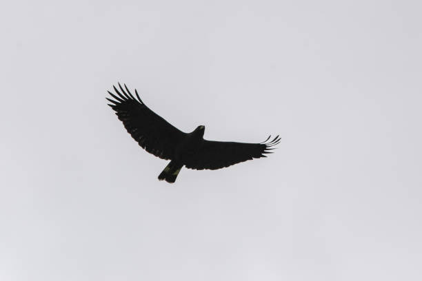 istock Great Black Hawk (Urubitinga urubitinga) flying in search of food. 1741002076