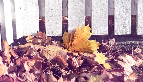 closeup on pile of yellow leaf pushed by the wind against a white wooden fence of a garden contrast with vintage effect background