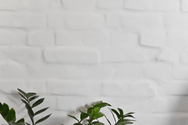 istock Background of a brick white plastered wall. with live green plants. 1741004374