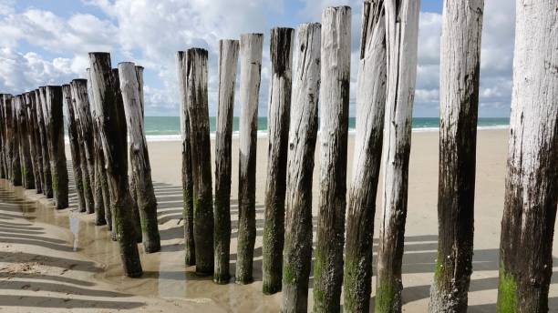 istock Wave-breaker, wood piles 1741007173