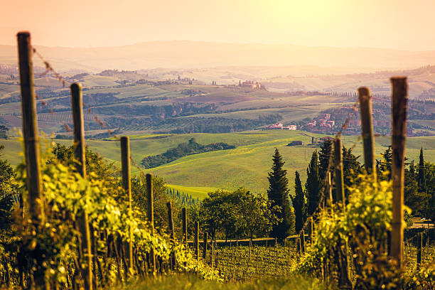 イタリアのブドウ園での夕暮れ、キアンティ地区 - vineyard tuscany italy italian culture ストックフォトと画像