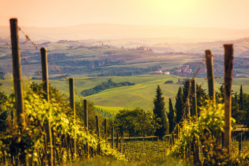 Vineyards in Italy at Sunset, Chianti Region