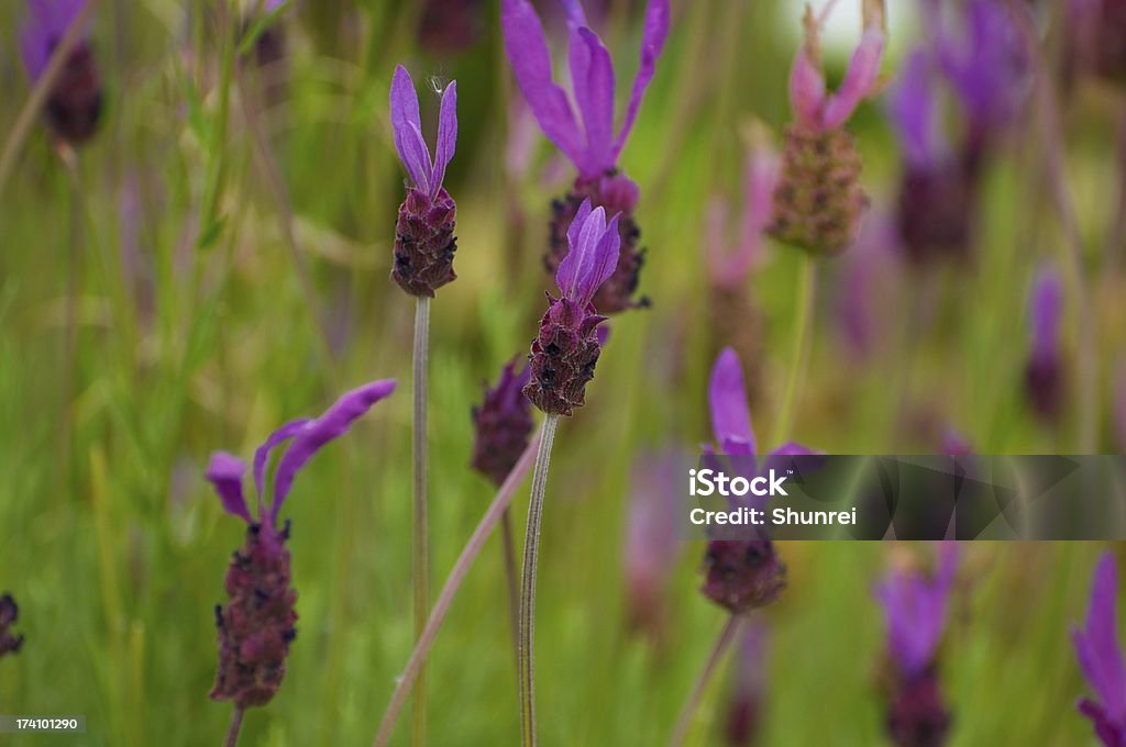 Violette Blüte - Lizenzfrei Blütenblatt Stock-Foto