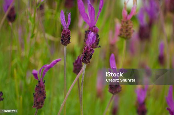 Violette Blüte Stockfoto und mehr Bilder von Blütenblatt - Blütenblatt, Fotografie, Horizontal