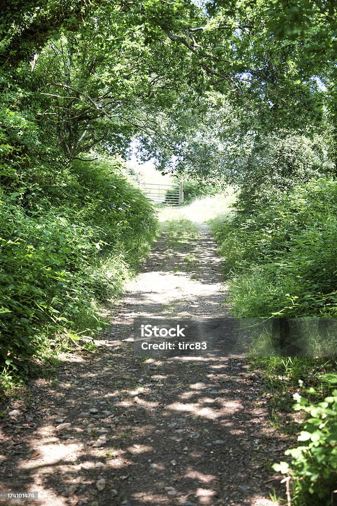 Verde sombra woodland ruta - Foto de stock de Aire libre libre de derechos