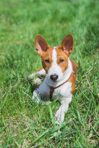Basenji puppy (5.5 month old) having rest on a grass at sunny day.