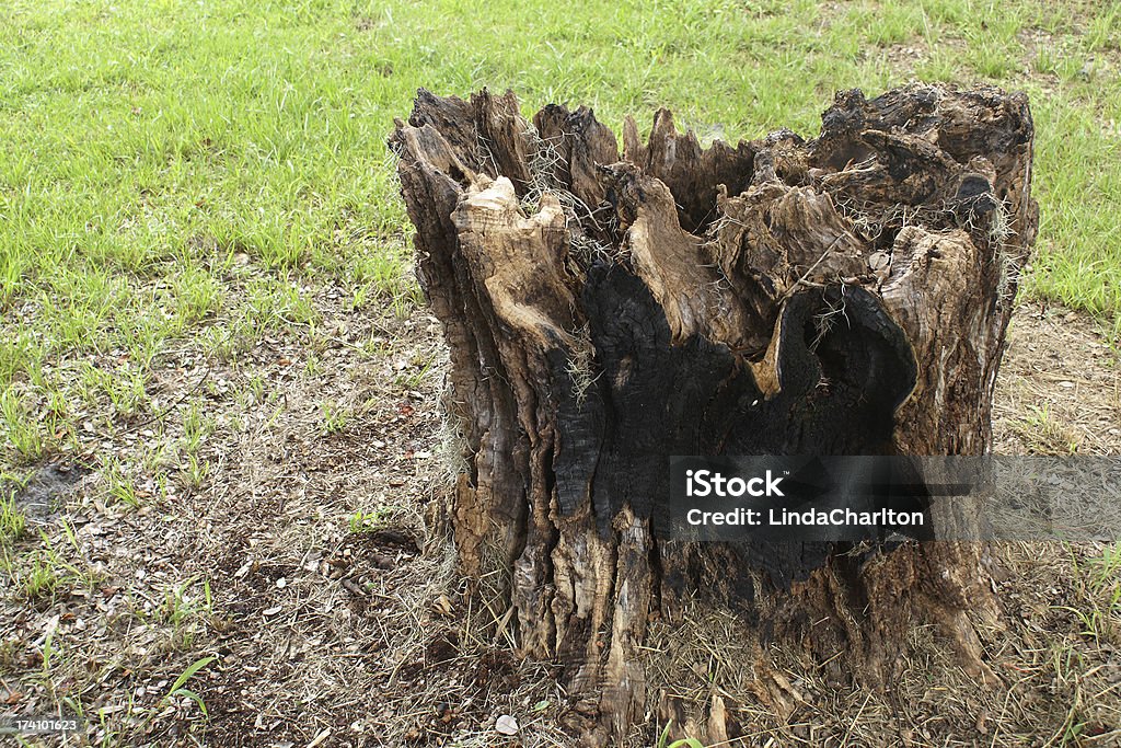 Stumps com scalloping de ordena as arestas - Royalty-free Antigo Foto de stock