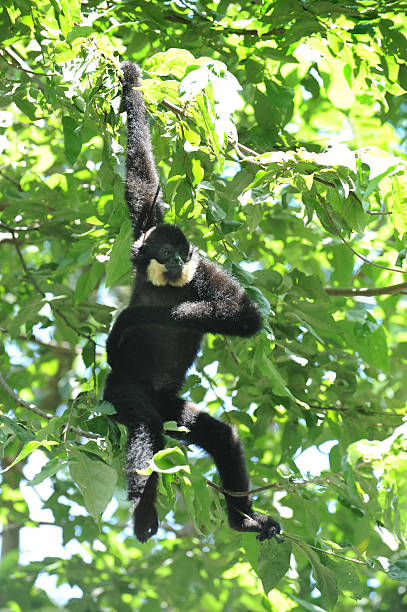 istock Yellow cheeked gibbon 174101799
