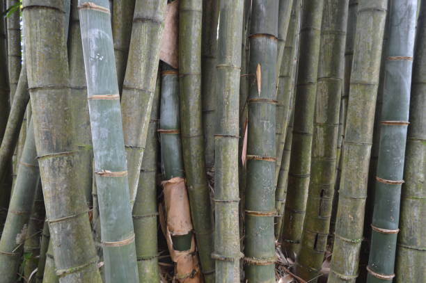 istock selective focus, background of bamboo plants in the forest, bamboo can be used for building construction materials and handicrafts. 1741019372