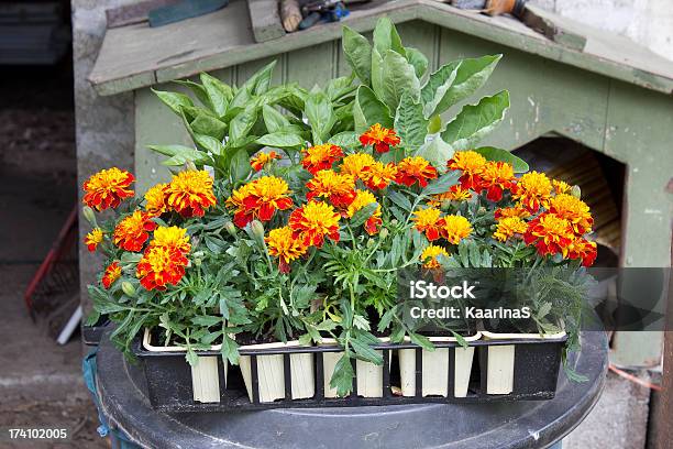 Flower Seedlings Stock Photo - Download Image Now - Activity, Agriculture, Botany